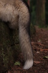 The tail of a Siberian Husky