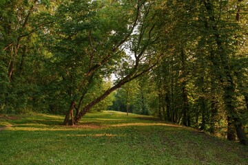 Fototapeta premium Pod drzewami