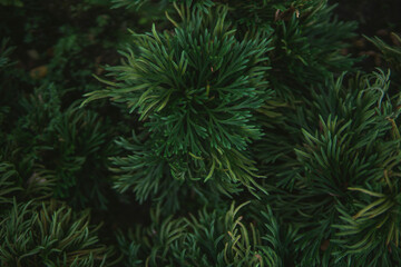 Fresh juicy green shrub. The view from the top. Summer concept. Macro view of abstract nature texture and background organic pattern. Photo shoot in Vietnam