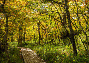 秋のカラフルな森の中の木道　日光