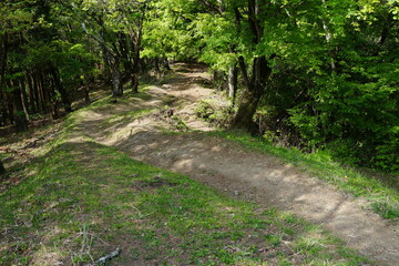 森林浴　森を歩く　トレッキング　登山　山歩き