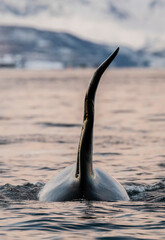 Male orca with a deformed dorsal fin, Northern Norway.