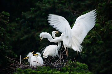Great Egret, Common Egret, Large Egret, baby Egret,Great White Heron - Ardea alba
