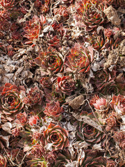 
Texture of red southern flowers