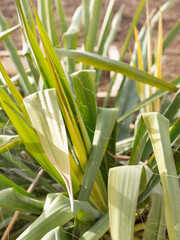 Obraz premium Texture of green plant leaves during the day