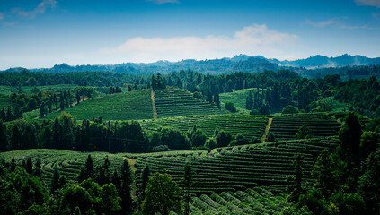 Fototapeta na wymiar tea plantation landscape
