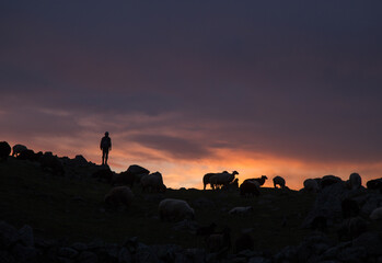 A herd of sheep on a hill. In the rays of sunset. Sheep come down from the mountain. Hills of turkey.