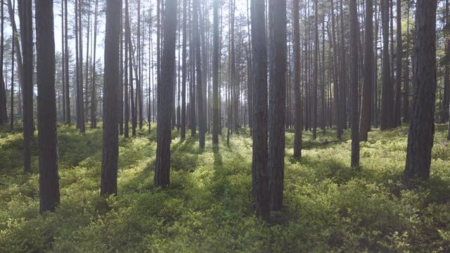 Walk in the Baltic pine dunes in spring