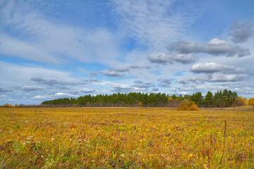 Yellow autumn meadow in front of the forest. Autumn landscape with clouds
