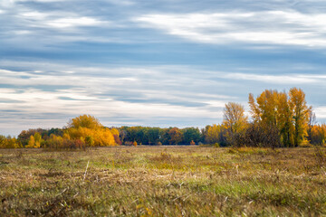 Fototapeta premium Yellow autumn meadow in front of a forest of colorful trees. Autumn landscape with clouds. Soft focus