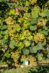 Fototapeta premium Prosecco white grapes on a vineyard befor harvesting in Valdobbiadene hills. Veneto. Italy