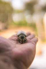 Close up photo of dead beetle lying on an unidentified person's hand