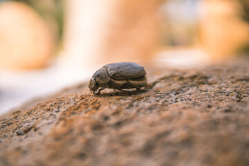 Close up photo of dead beetle lying on a rock