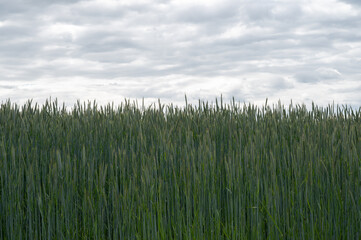 Close-up of crops growing against a cloudy cold sky giving it an abstract feel