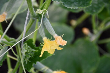 Ovary cucumbers with flowers on a blurred background