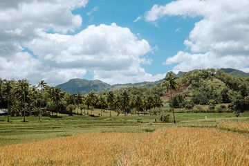 rice crops on a sunny day on the island of Bohol in the philippines