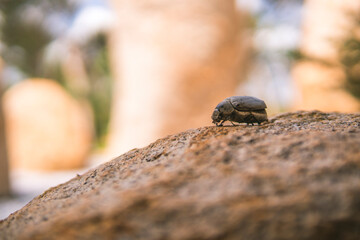 Close up photo of dead beetle lying on a rock