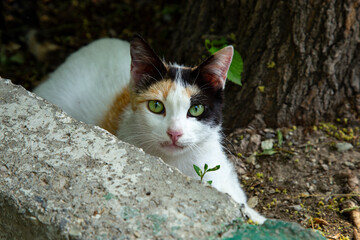 A cute cat playing in the nature