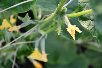 Ovary cucumbers with flowers on a blurred background