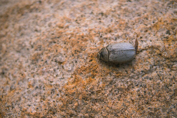 Close up photo of dead beetle lying on a rock