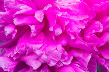 Summer blossoming delicate peony frame, blooming peonies flowers background.