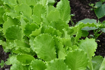 Fototapeta premium Green large whole lettuce leaves close-up