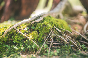 beautiful bonsai tree in the garden
