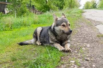 Portrait of a dog like a shepherd lying on the grass