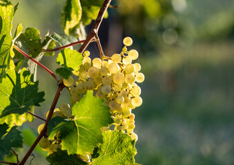 Prosecco white grapes on a vineyard befor harvesting in Valdobbiadene hills. Veneto. Italy