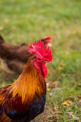 Partial view of a rooster 