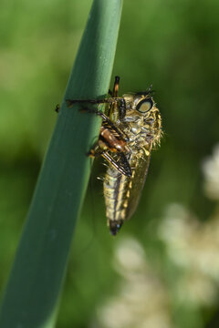 Close up photos Robber Fly on wild grass. Robber Fly in nature