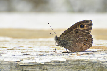 Fototapeta na wymiar Large wall brown butterfly, lasiommata maera. Beautiful big dotted butterfly