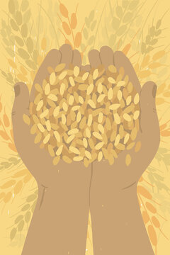 Farmer holding ripe grains of wheat in hands. Cereal in human palms. Adult man gathering crop. Agricultural produce. Agriculture or farming field. Harvest in farm. Handful of grain vector illustration