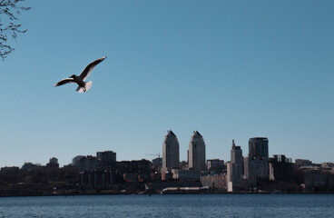 White seagull on the background of the right bank of the Dnieper city.