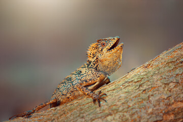 Dragon forest lizard  on branch in tropical  garden 
