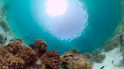 Tropical fishes and coral reef at diving. Beautiful underwater world with corals and fish. Panglao, Bohol, Philippines.