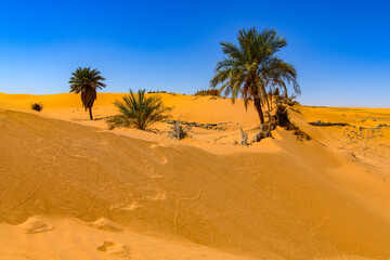 Palms in the oaisis of the Sahara Desert , Africa