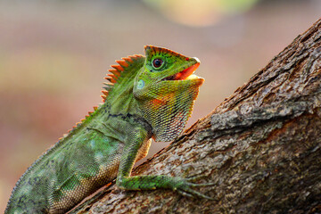 Naklejka na ściany i meble Dragon forest lizard on branch in tropical garden 