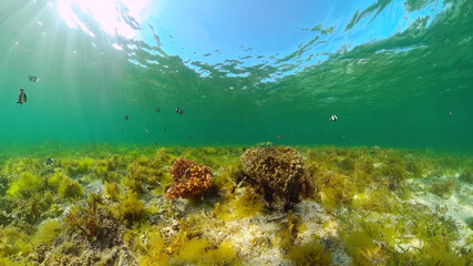 Tropical coral reef. Underwater fishes and corals. Panglao, Philippines.