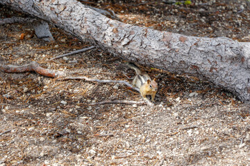 Chipmunk Lives in Crater Lake National Park, Oregon