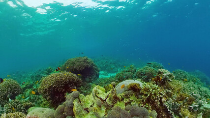 Tropical Fishes on Coral Reef, underwater scene. Panglao, Philippines.