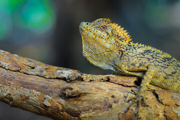 Dragon forest lizard  on branch in tropical  garden 