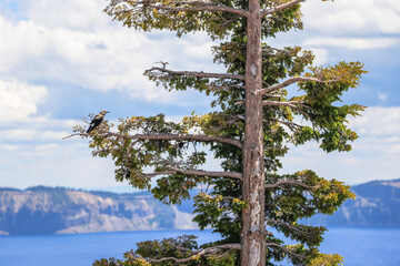 Perfect Nature at Crater Lake National Park. Beautiful wildlife with Birds Clark's Nutcracker.