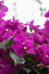 Fototapeta na wymiar Purple bougainvillea flower in a beautiful botanic garden.