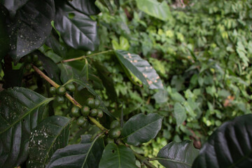 Arabica Coffee tree with fresh seeds on the farm.