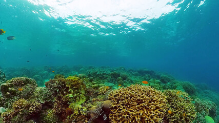 Beautiful underwater world with coral reef and tropical fishes. Panglao, Philippines. Travel vacation concept