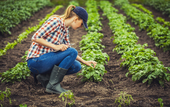 female agronomist checks potato growth rates on an eco farm. Organic farming