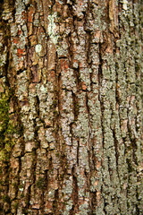 Natural tree bark texture