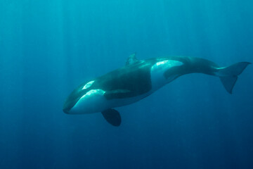 Killer whale, Pacific Ocean, North Island, New Zealand. © wildestanimal
