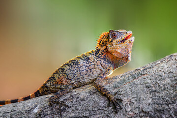 Dragon forest lizard  on branch in tropical  garden 
